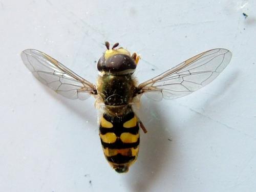 Eupeodes corollae
